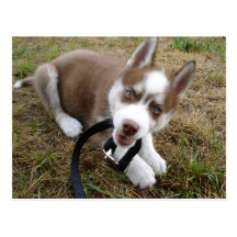 Siberian husky (1) vykort