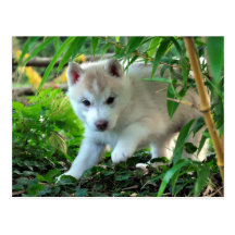 Siberian Husky Puppy Postkarten
