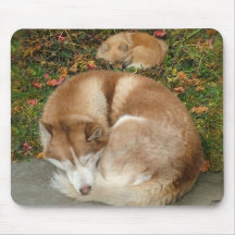Siberian husky & tysk Klein Spitz Pomeranian Mus Mattor