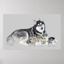 Siberian husky & valptryck affisch