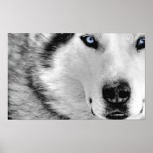Siberian huskyaffisch