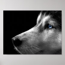 Siberian huskyansikte print