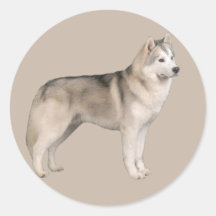 Siberian huskyklistermärke
