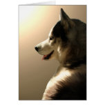 Siberian huskykort/alaskabo Malamutekort