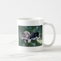 Siberian huskyvalper, 3 veckor mugg
