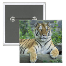 Siberian tiger knapp