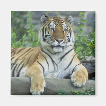 Siberian tiger magneter