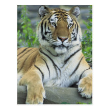 Siberian tiger vykort