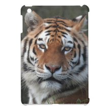 Siberian tigerporträtt