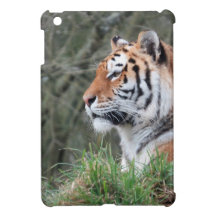 Siberian tigerporträtt