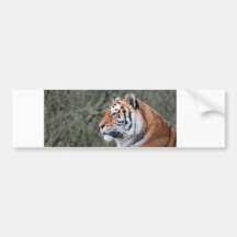 Siberian tigerporträtt bildekal