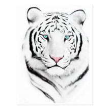 Siberian vittiger vykort