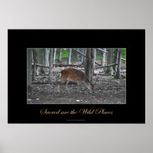 Sika hjortbock & skogdjurlivkonst print