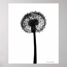 Silhouette av maskrosen posters