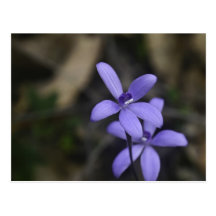 Silkeslen Orchidvykort för blått