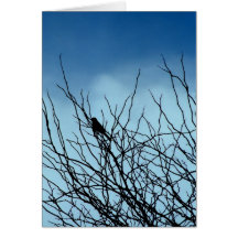 Sittafågel i silhouetten, Santa Cruz (kortet)