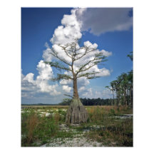 Sjö Louisa. Lake County Fl. Fotografier