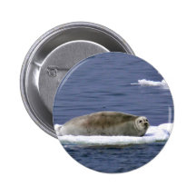 Skäggigt försegla knapp med nål