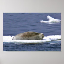 Skäggigt försegla print