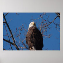 Skallig örn posters