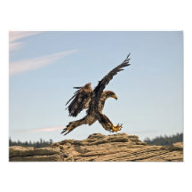 Skalligt tryck för örnlandningkonst fotografi