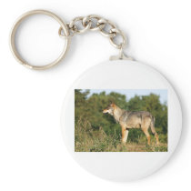 Skandinavisk grå färgwolf