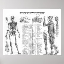 Skeletal & muskulös anatomi för människa från 1922 affisch