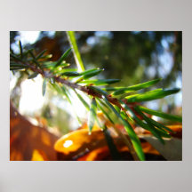 Skina spruce affischer