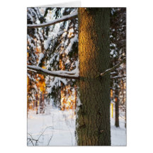 Skog i vintern hälsnings kort