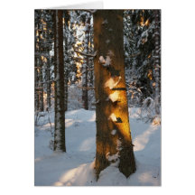 Skog i vintern kort