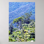 Skog på det Moehau berg, Coromandel peninsula Affischer