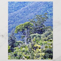 Skog på det Moehau berg, Coromandel peninsula Personliga Flygblad