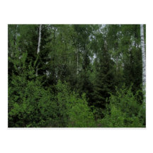 Skog Vykort