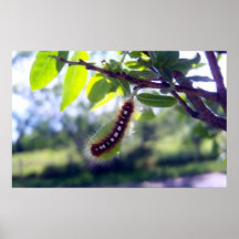 Skogtält Caterpillar 1 affisch