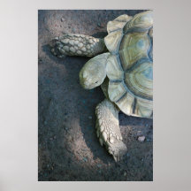 sköldpadda print