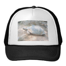 SKÖLDPADDA BASEBALL HAT