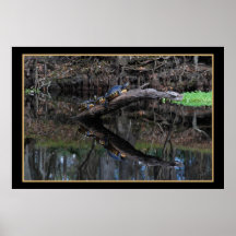 Sköldpaddor på Santa Fe River 520 Print