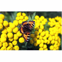 Sköldpadds- fjäril på tansy photo cut out
