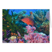 skolgång felika Basslets (Pseudanthias Hälsningskort