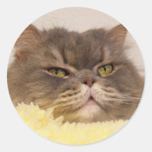 skotsk veckkatt klistermärke