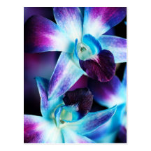 Skräddarsy Orchids för lila- & blåttDendrobium Orc Vykort