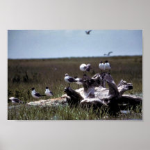Skratta fiskmåsar print