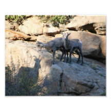 Skugga lekbabyBighorn får 8x10 Fototryck