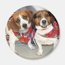 SkyddBeaglesfoto Magneter