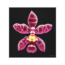 Slågen in kanfas för Wilsonara Orchid blomma Kanvasdukar Med Gallerikvalitet