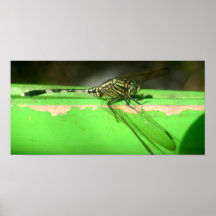 Slända Posters
