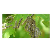 slingra sig caterpillars anpassade foto kort