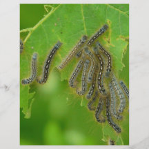 slingra sig caterpillars full färg flygblad