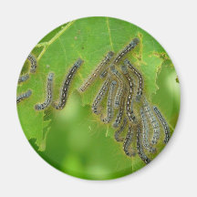 slingra sig caterpillars kylskåpsnagnet
