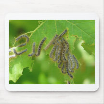 slingra sig caterpillars musmatta